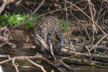 Jaguar walking among fallen trees and branches as it hunts along the riverbank