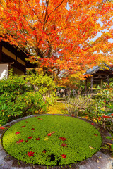 Beautiful fall color in the Jojakko-ji Temple