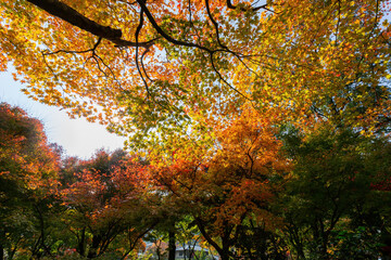 Sunny autumn landscape at Adashino Nenbutsu Ji