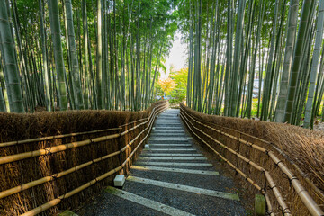 Fototapeta premium Sunny view of the bamboo forest at Adashino Nenbutsu Ji