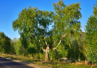 Trees on the side of the road