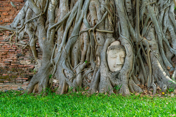 Obraz premium Buddha Head statue with trapped in Bodhi Tree roots at Wat Mahathat