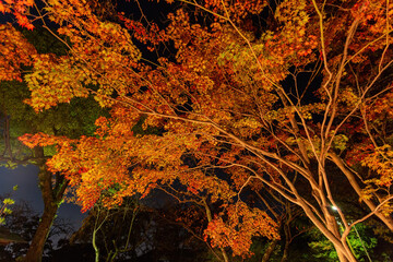 Night view of the fall color in Daikaku Ji