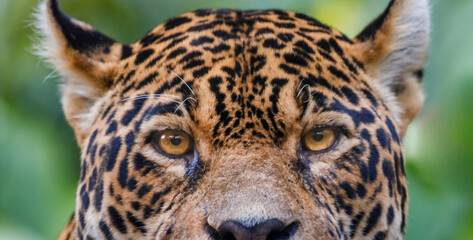 Jaguar Panthera onca, majestic feline looking at camera in Pantanal, Brazil