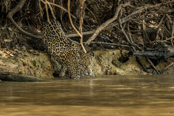 Fototapeta na wymiar jaguar entering the river as it begins to hunt