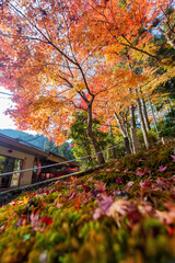 Sunny autumn landsacpe at Mount Hiei