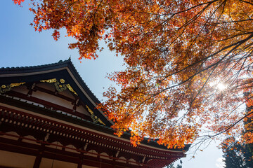 Fototapeta premium Sunny autumn landsacpe at Mount Hiei