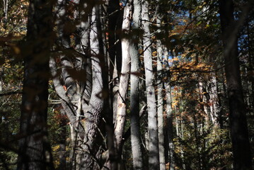 Fototapeta premium White ash tree during fall