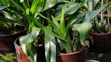 Obraz premium Grammatophyllum speciosum, Grammatophyllum martae, Marta's Gramamatophyllum (Giant Orchid, Tiger Orchid or Queen of Orchids) the world's largest orchid