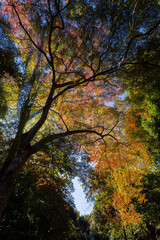 Sunny view of the beautiful fall color of Daigoji Temple