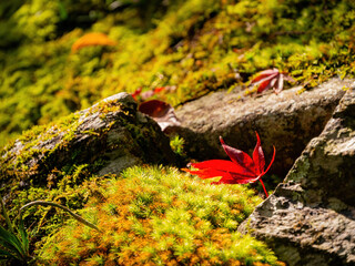 Beautiful fall color in the Jojakko-ji Temple