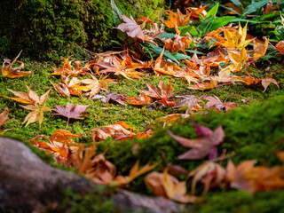 Beautiful fall color in the Jojakko-ji Temple