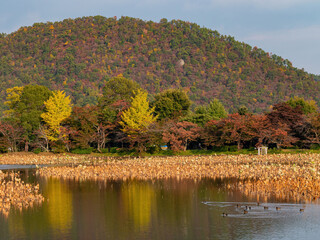 Sunny view of the fall color of Osawa Pond