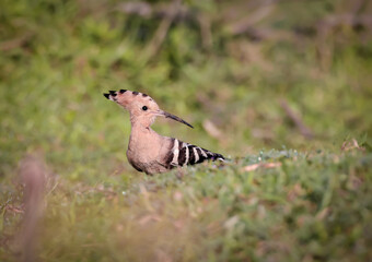 Eurasian hoopoe.hoopoe is an exotic looking bird that is the size of a mistle thrush.