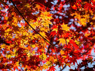 Sunny view of the beautiful fall color of Daigoji Temple
