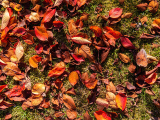 Sunny autumn landsacpe at Arashiyama