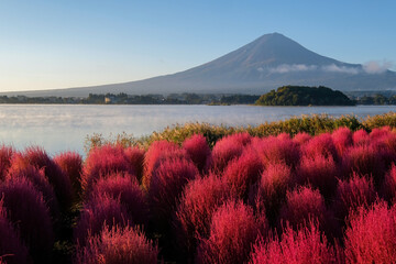 早朝の山梨県河口湖の湖畔のコキアと富士山