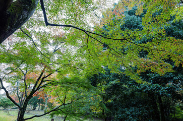 Daytime view of the fall color at Arashiyama
