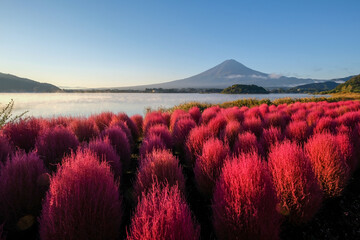 Obraz na płótnie Canvas 早朝の山梨県河口湖の湖畔のコキアと富士山