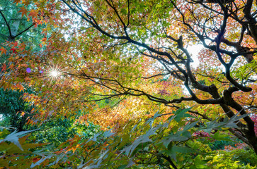 Sunny autumn landsacpe at Seiryo-ji Temple, Arashiyama