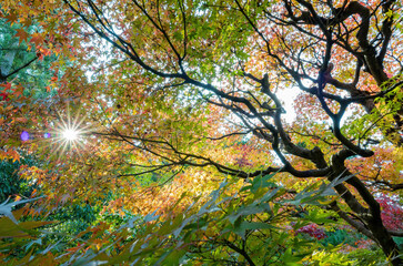Sunny autumn landsacpe at Seiryo-ji Temple, Arashiyama