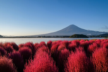 Fototapeta na wymiar 早朝の山梨県河口湖の湖畔のコキアと富士山