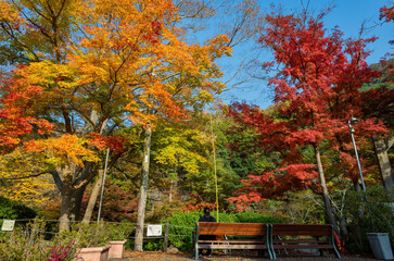 Sunny autumn landsacpe at Mount Hiei