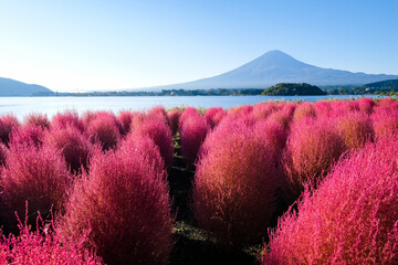 早朝の山梨県河口湖の湖畔のコキアと富士山