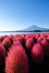早朝の山梨県河口湖の湖畔のコキアと富士山