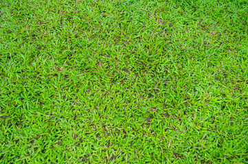 grass field background, green nature