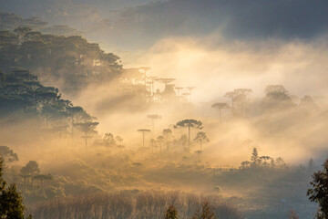 Fototapeta na wymiar Southern Brazil countryside and Araucaria conifer landscape at peaceful sunrise