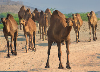 camels in the desert