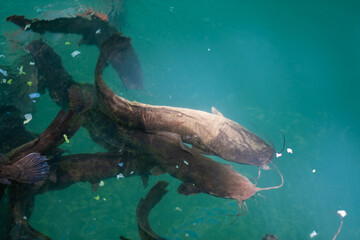 Catfishs in the blue pool nature.
