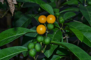 Winter cherry or Jerusalem cherry, on white background. Its scientific name is Solanum pseudocapsicum