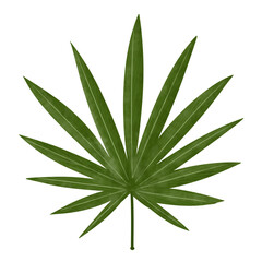 Tropical green Leaf  illustration