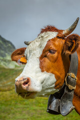 Swiss brown cow in the alpine landscape, Gran Paradiso, Northern Italy