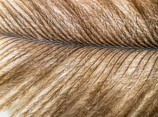 Feather duster at magnification