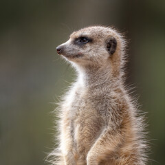 Fototapeta premium Meerkat (suricata suricatta) looking towards the left, isolated on plain background