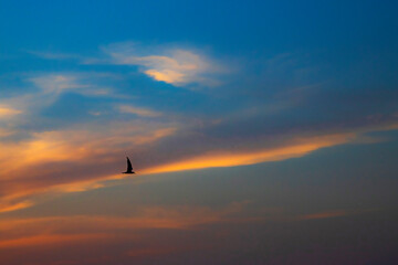 eagle in the sky