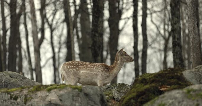 Young fallow deer on top of mountain ridge in forest - autumn day