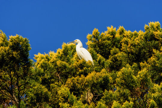 Garza blanca posada en árbol verde y amarillo. Escena fantástica con cielo azul profundo