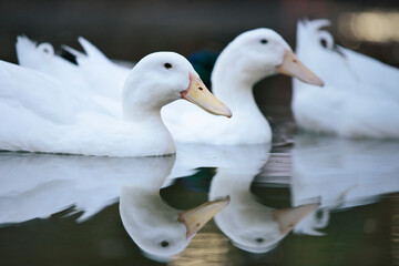 Obraz premium two ducks in the water