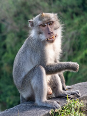 Bali monkey