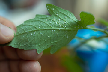 The leaf of the plant is damaged by a parasite close-up.