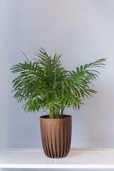A young plant Chamaedorea elegans Bush in a brown pot stands on a shelf against a gray background
