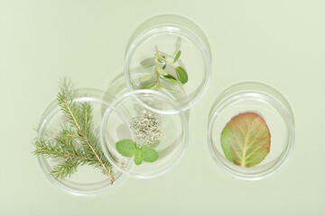 top view of petri dishes with wild grown forest plants, fir tree branch, moss and bilberry leaves. biology research. green background. 