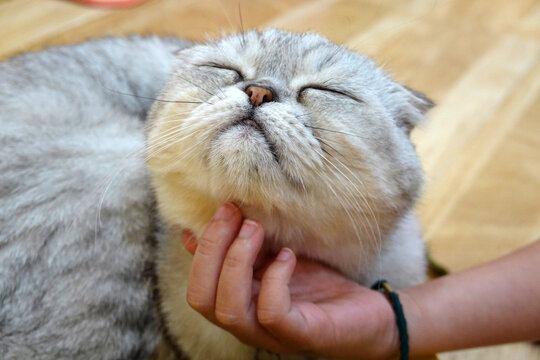 Kid scratching the cat's chin. Hand strokes the chin of a cat.
A cat show happy expression.  
