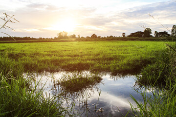 Green meadow under blue sky with clouds

