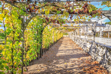 Garden with a path and green vineyard and autumn leaves in France