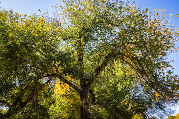 Drooping Park Trees